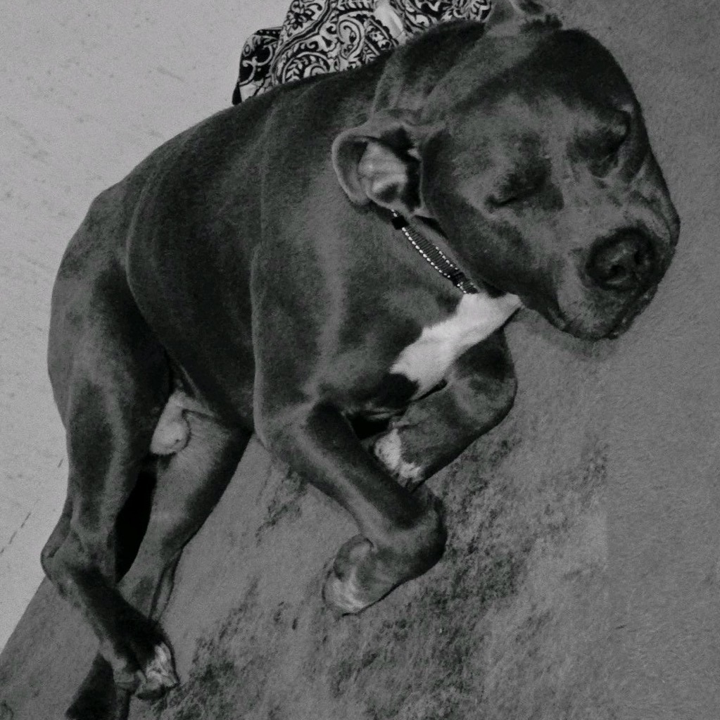 Tyke, photo 20