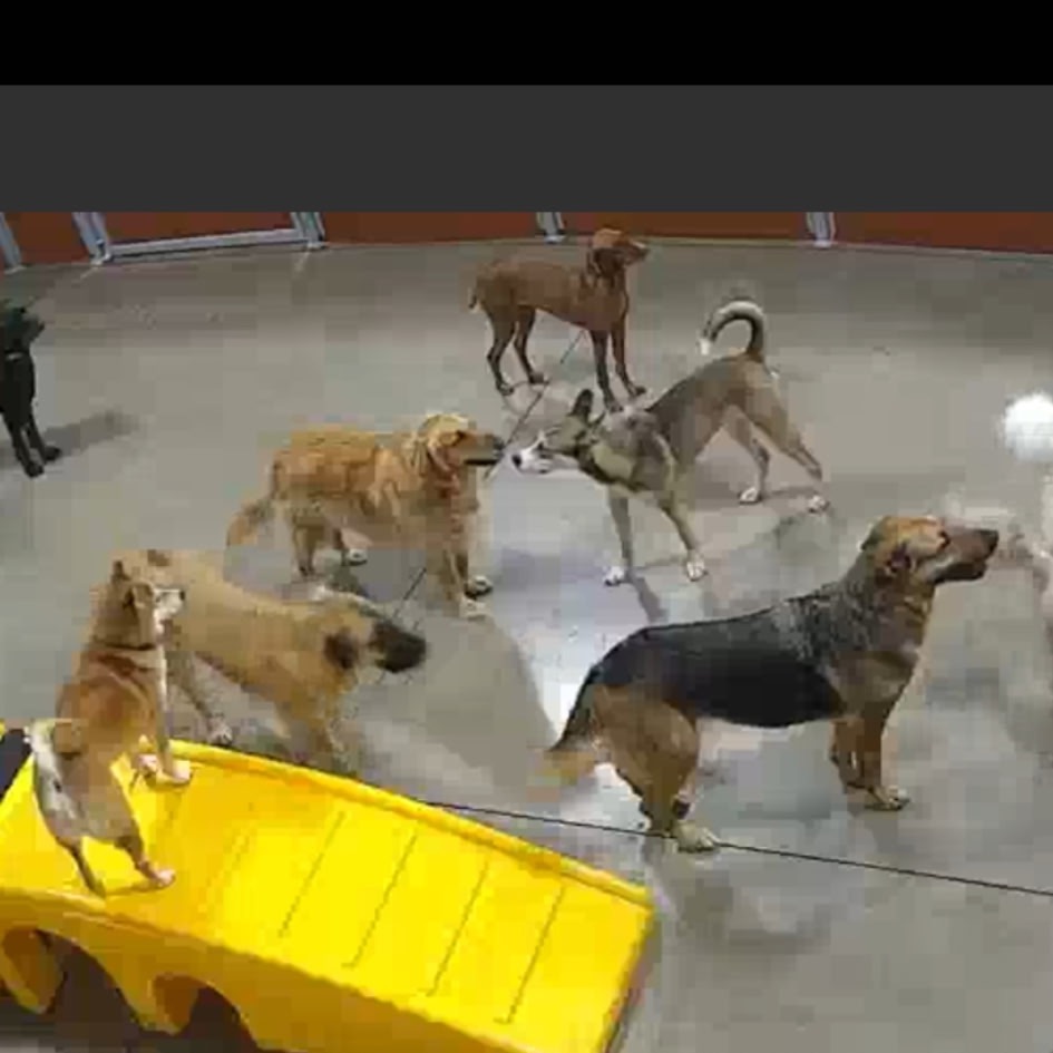 Howie- Foster- Camp Bow Wow — thumbnail 3