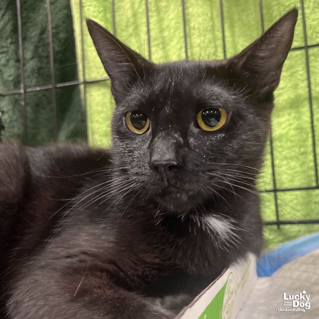 MARTHA - Domestic Shorthair available for adoption