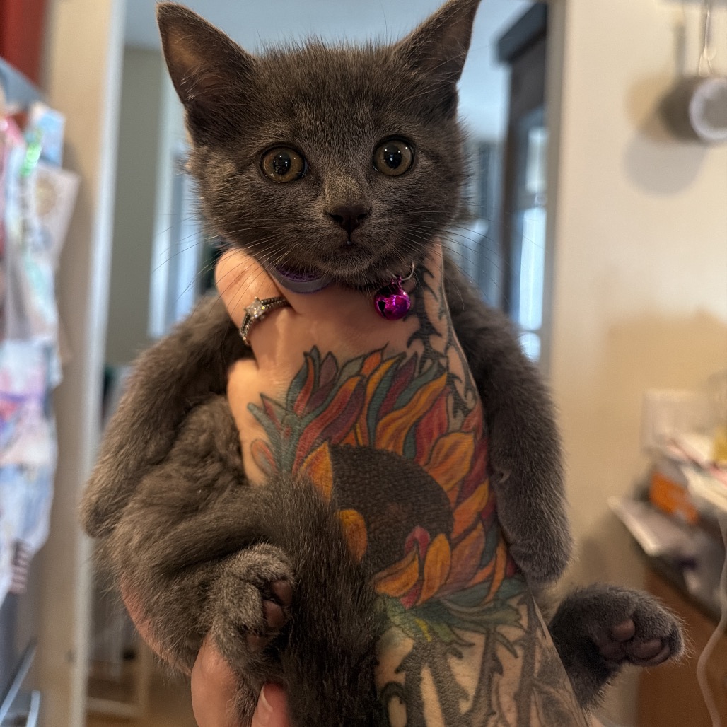 WINNIFRED (AVAILABLE 11/13) - Domestic Medium Hair available for adoption