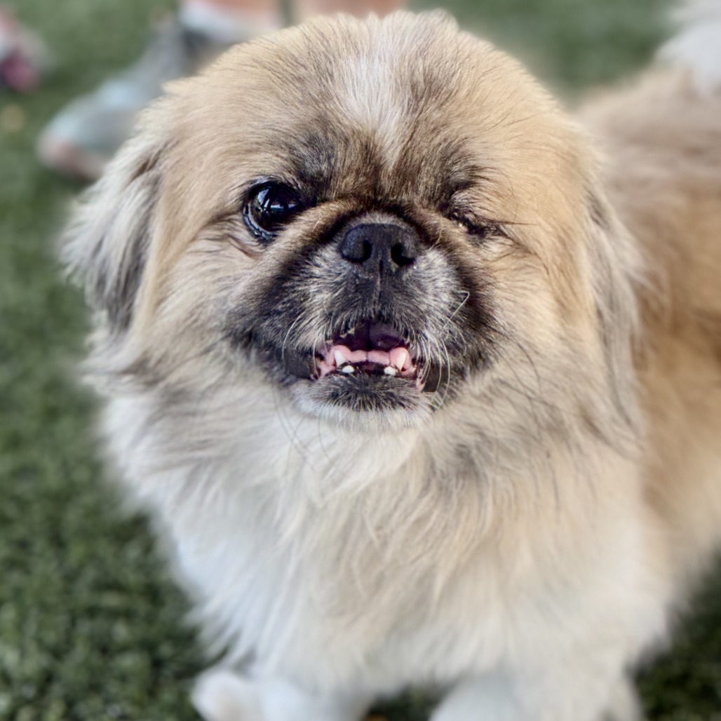 Muggsy, photo 5