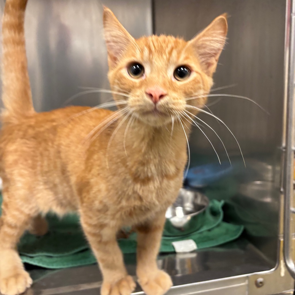 PRINCE DASH - Domestic Shorthair available for adoption