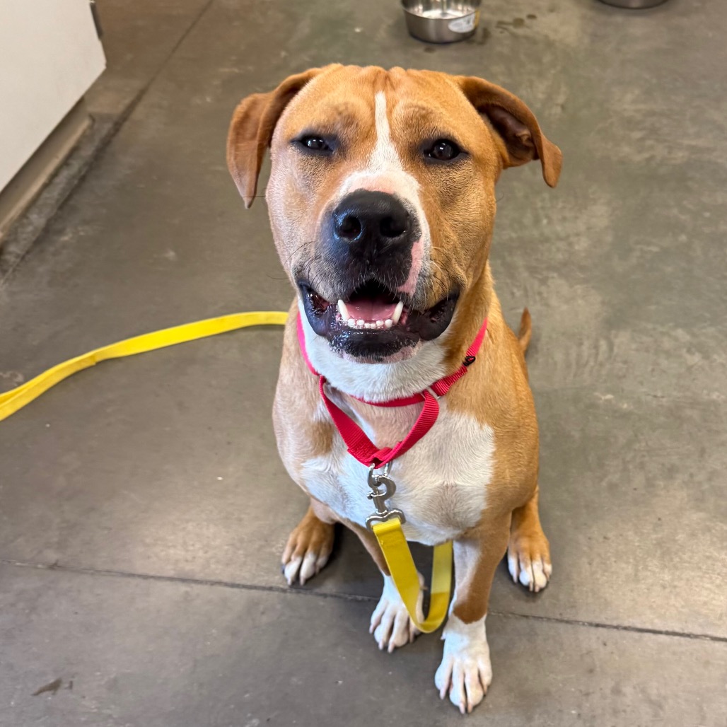 Photo of PGH-Stray-119995 5