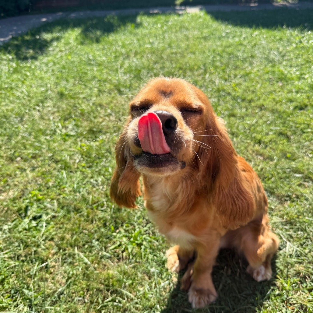 SOLACE - Spaniel / English Cocker for adoption in Alexandria