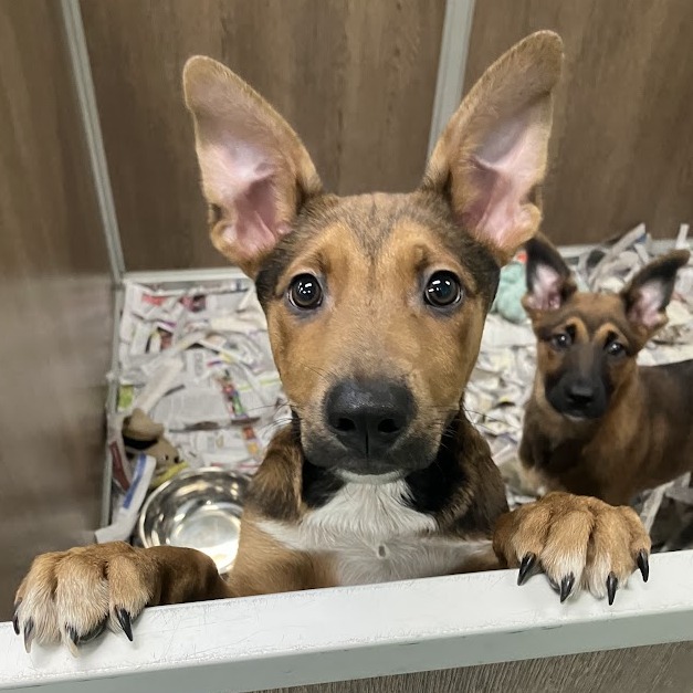 Scrappy-doo