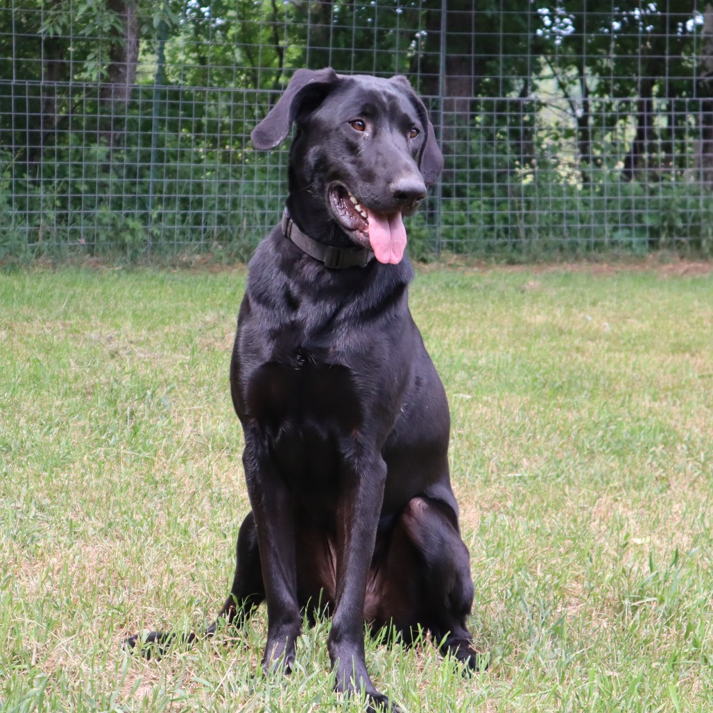 Charlie D11160