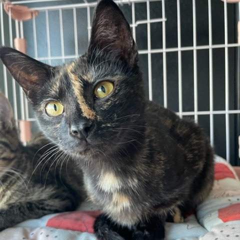 Isabella — thumbnail 3