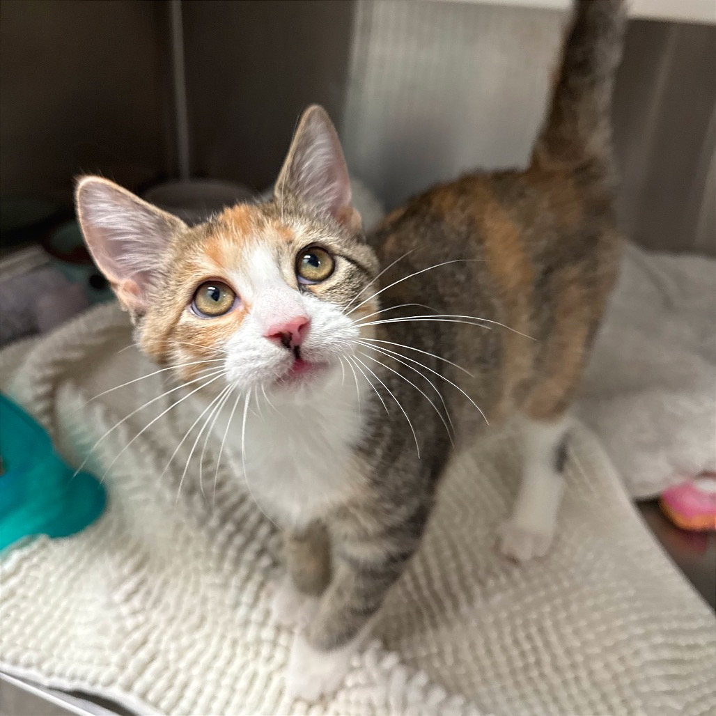 CLAWDEEN WOLF - Domestic Shorthair available for adoption