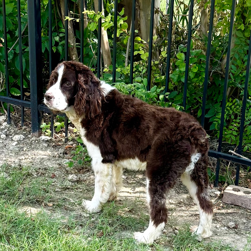 Photo of Bailey