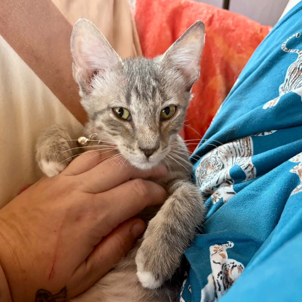 WOODY - Domestic Shorthair for adoption in Las Cruces