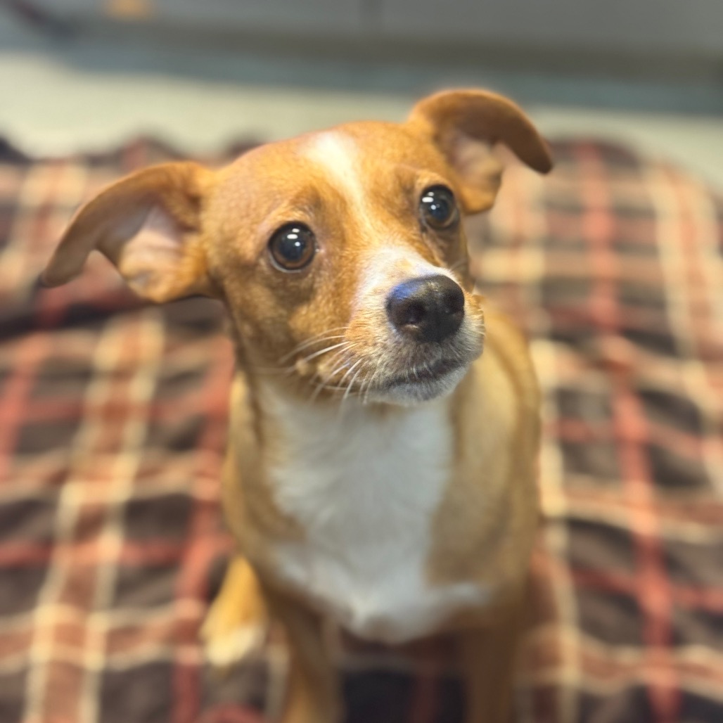 Princess the Dog