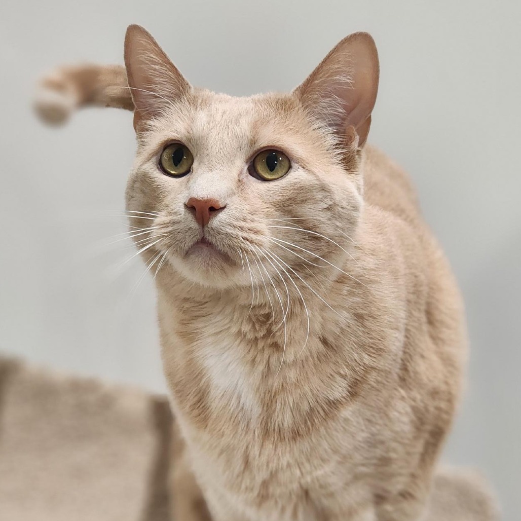 Puddin is available for adoption at Champaign County Humane Society