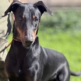 Kennel#20's preview photo