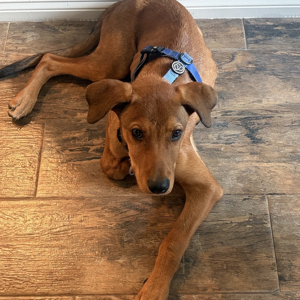 LUCKY - Mixed Breed (Medium) available for adoption