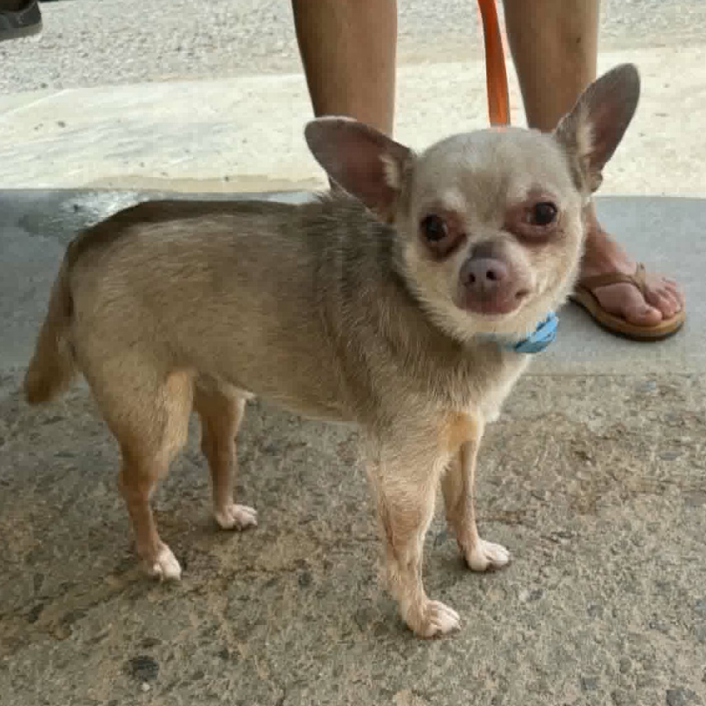 LIL BUDDY - Chihuahua available for adoption