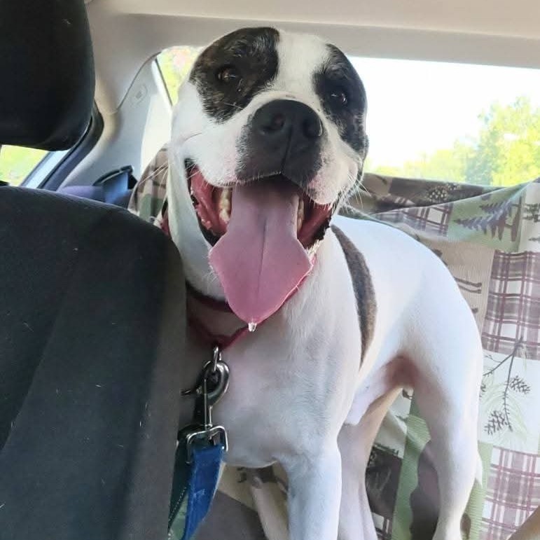Petey, photo 23