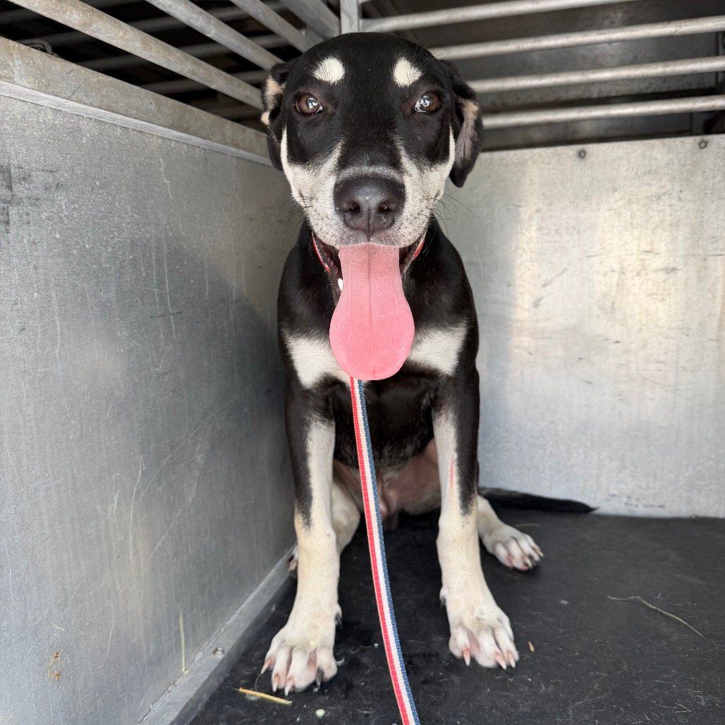 BRAN - Shepherd / Mix available for adoption