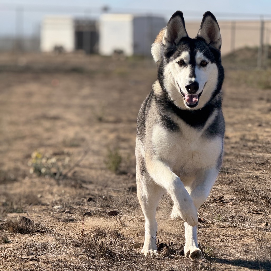 Tundra, photo 25