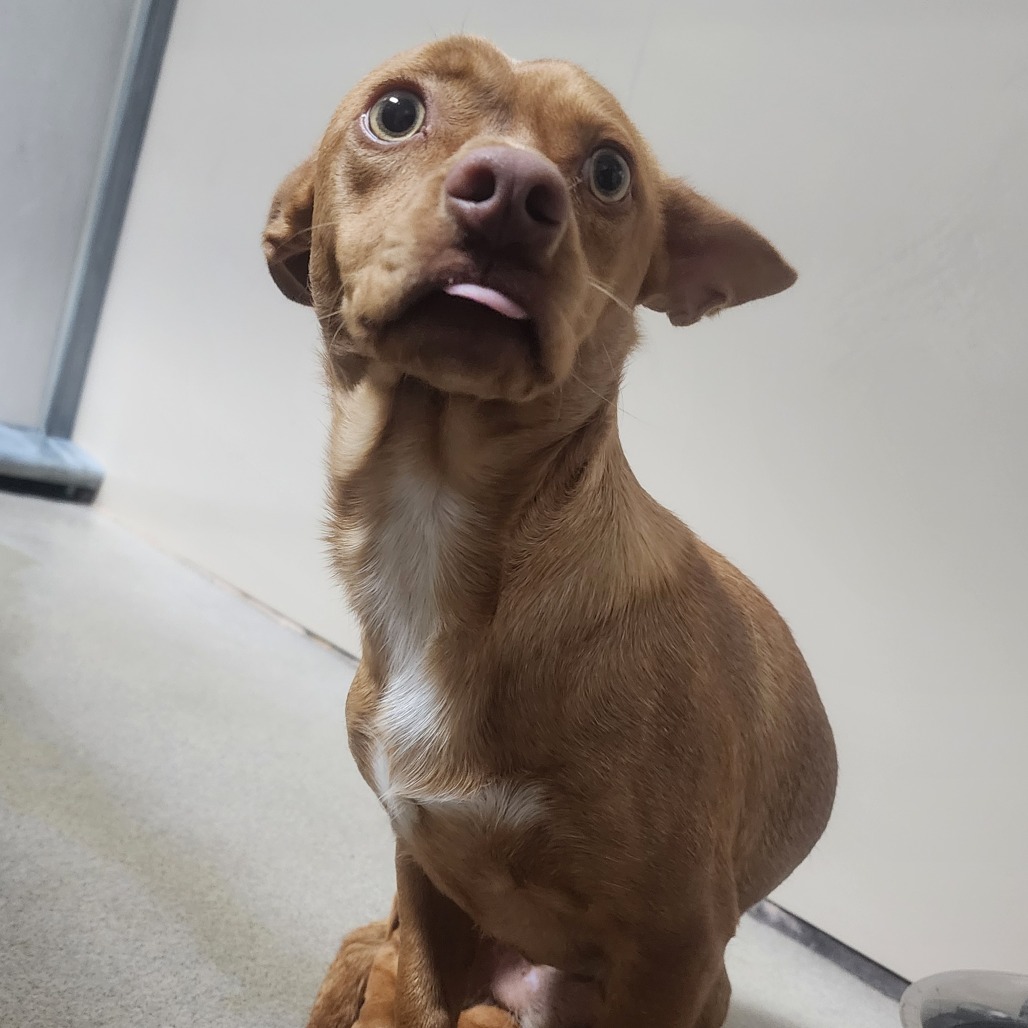 Kennel#13's preview photo