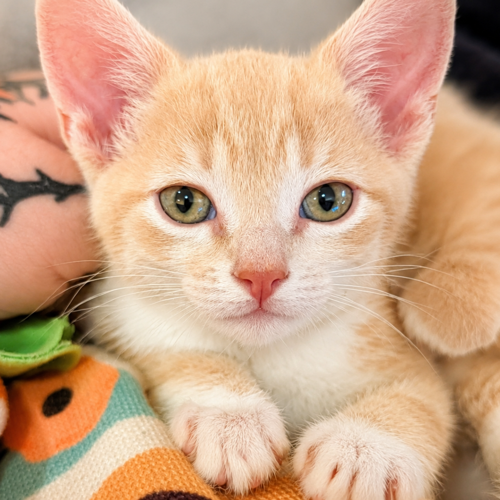 HONEY - Domestic Shorthair available for adoption