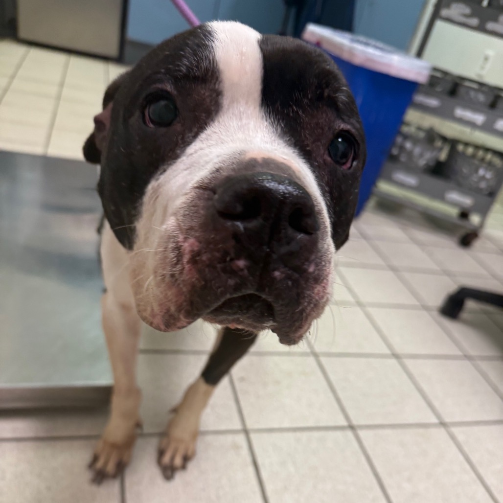 Violet — thumbnail 2