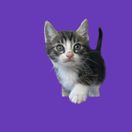 Tusc Stray 81855 2
