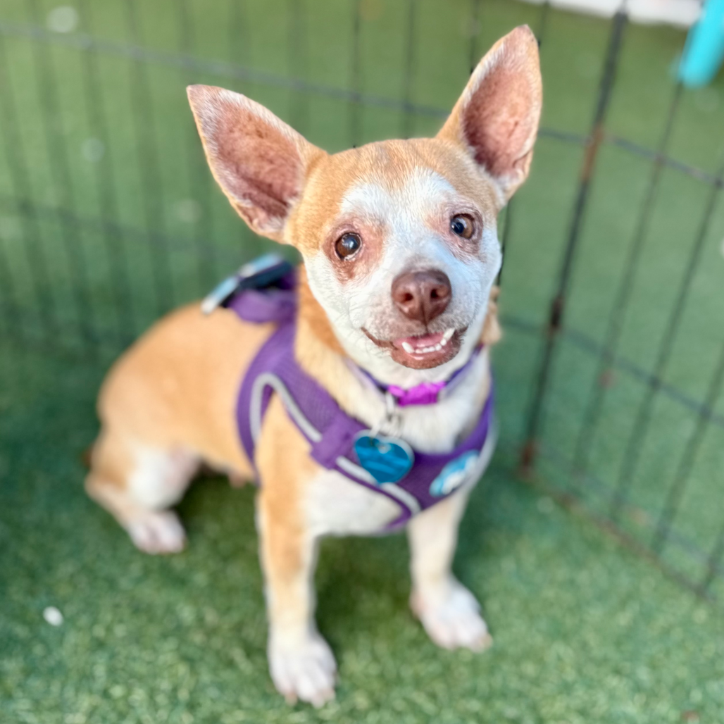 Another portrait of Lola