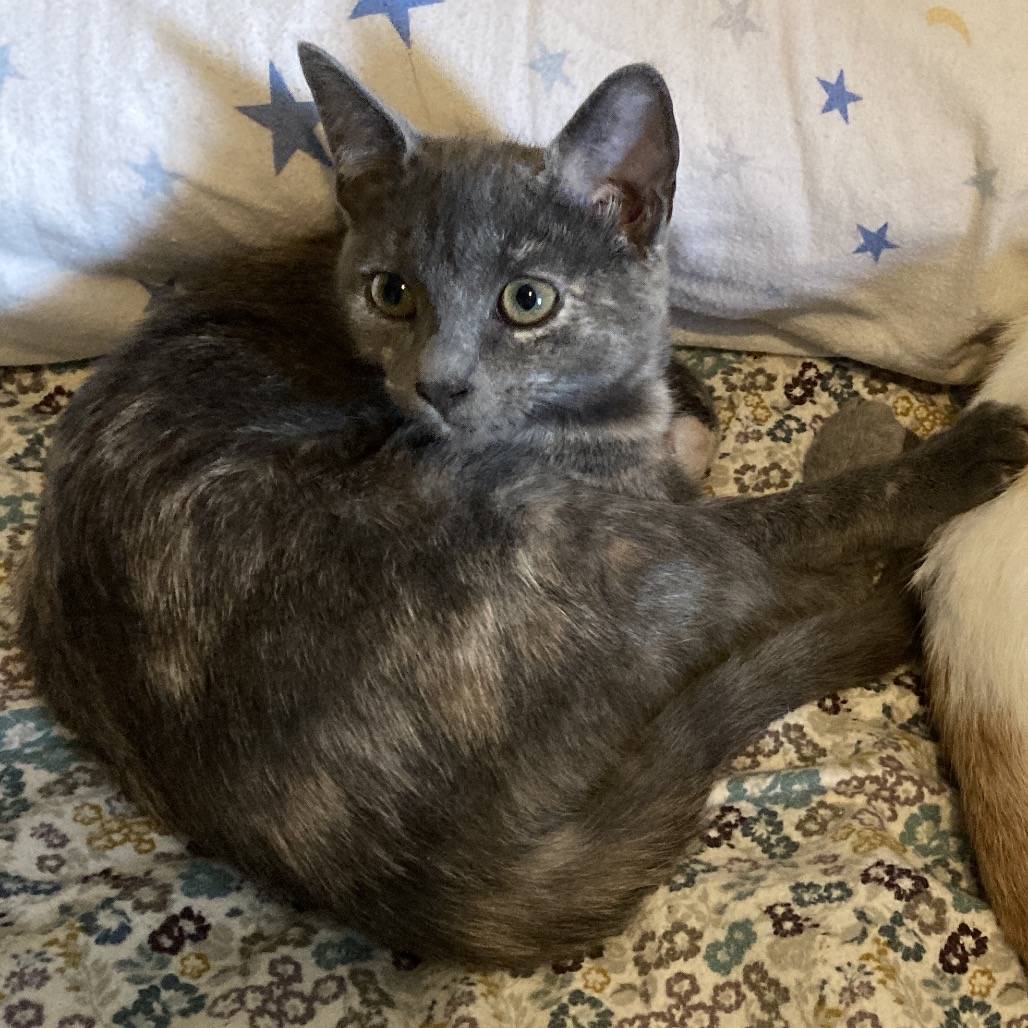 Cinderella (aka Itty Bitty) — thumbnail 5