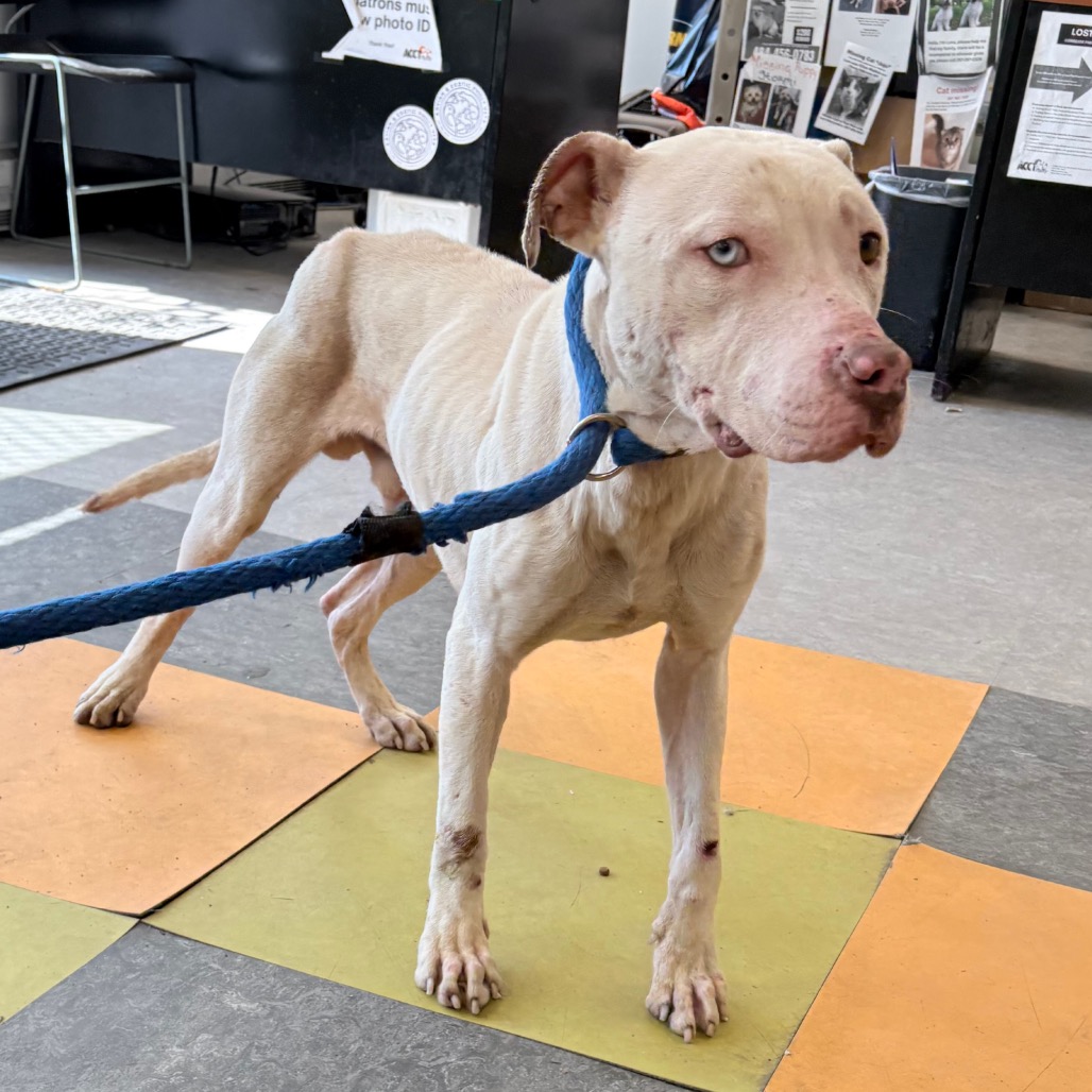 Snoopy — thumbnail 2