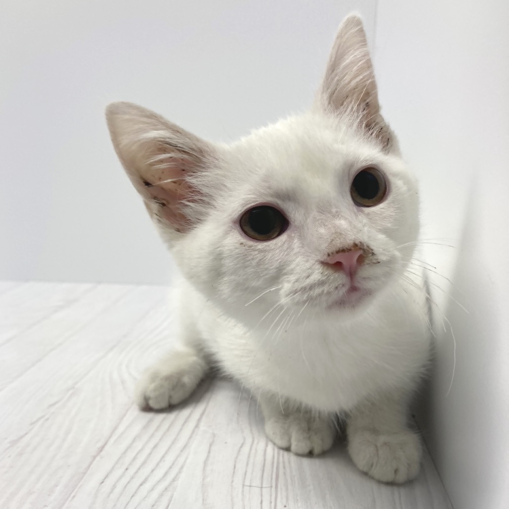 IVORY - Domestic Shorthair for adoption in Dayton