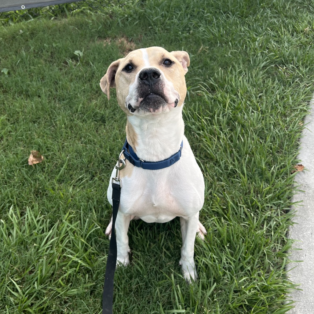 Mixed Breed