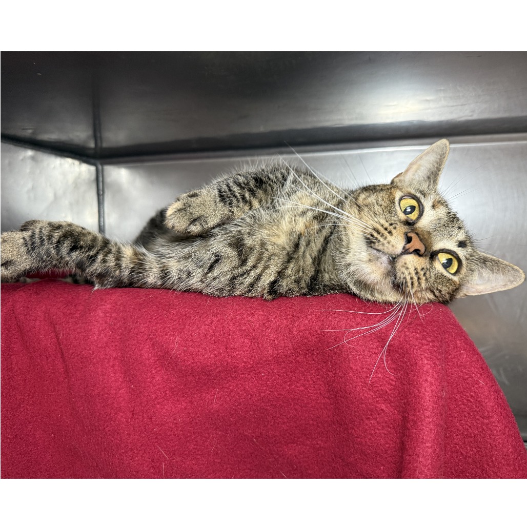 Sparklehoof — thumbnail 10