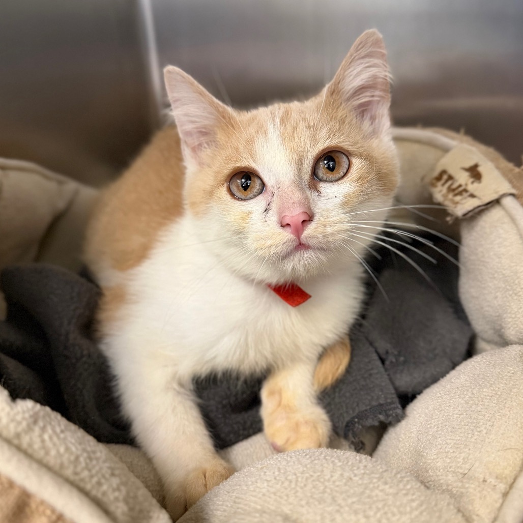GARFIELD - Domestic Shorthair available for adoption