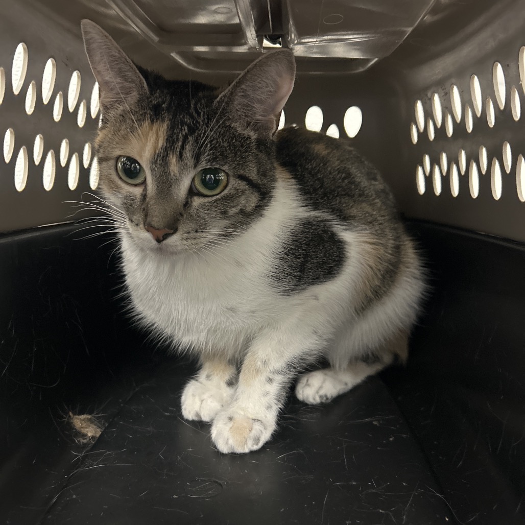 DALIA - Domestic Shorthair available for adoption