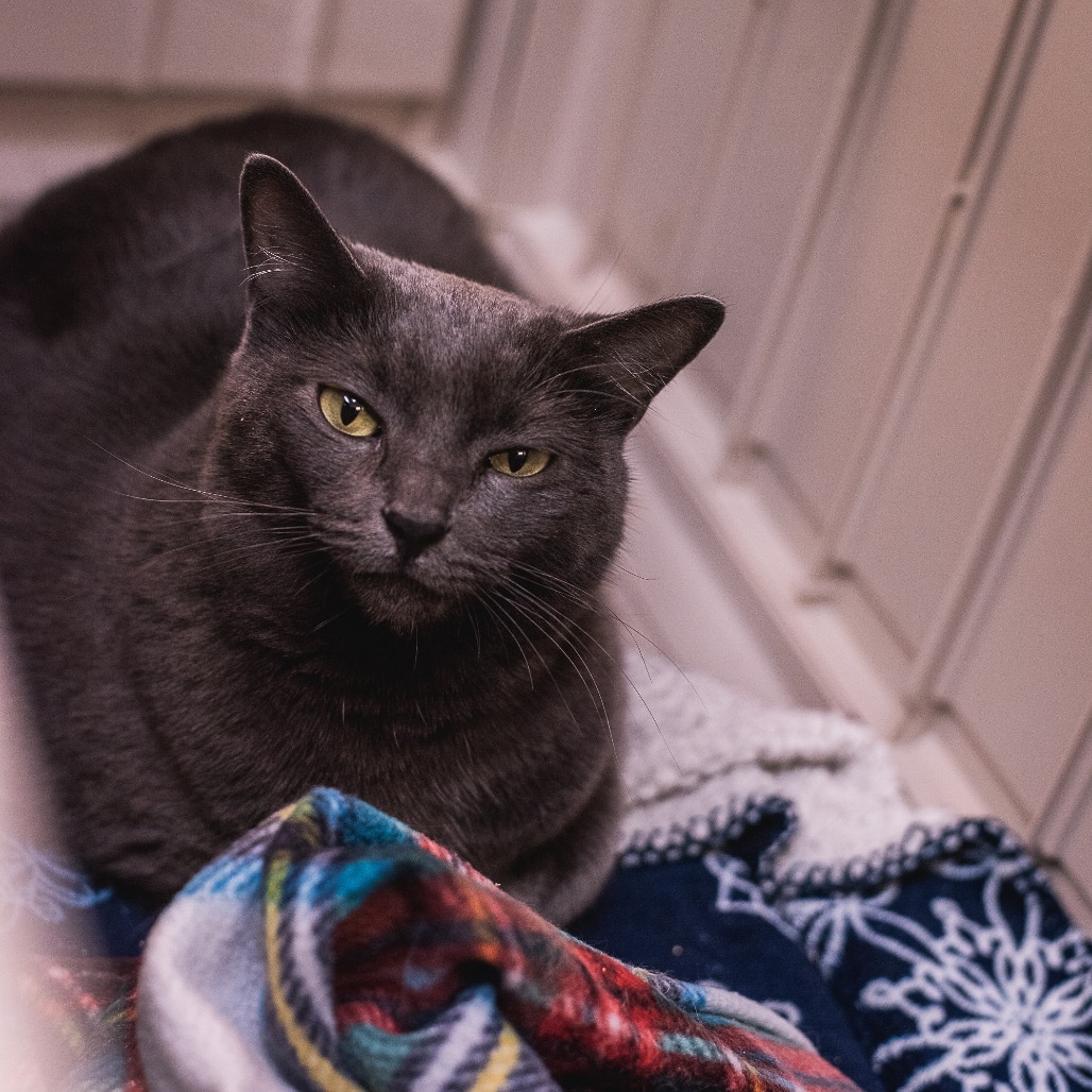 KAREN - Domestic Shorthair available for adoption