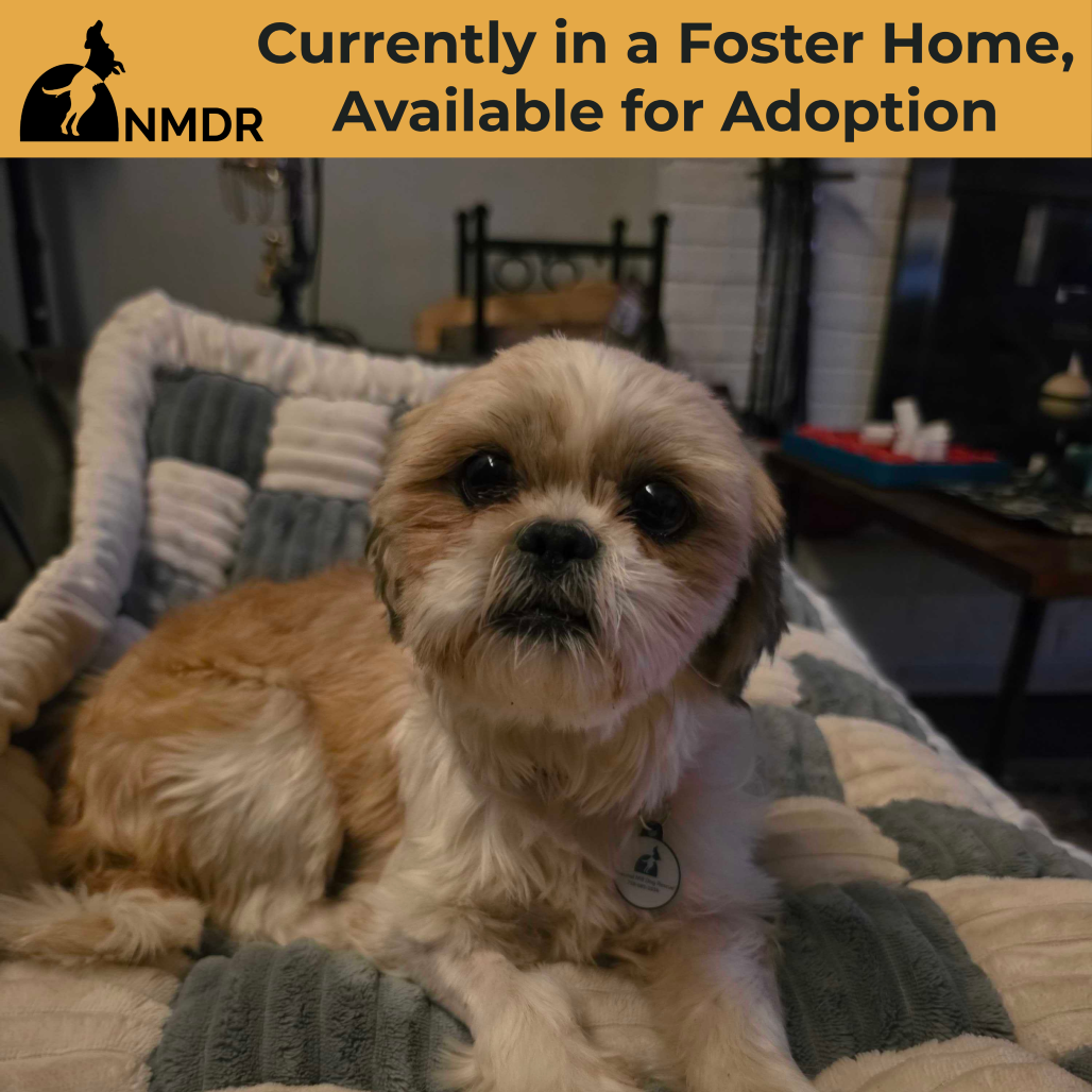 FANCY (JY26-124) - Shih Tzu available for adoption