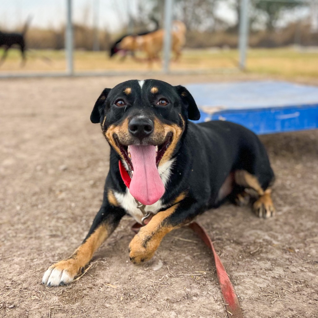 Fleetwood, available for adoption at PVAS