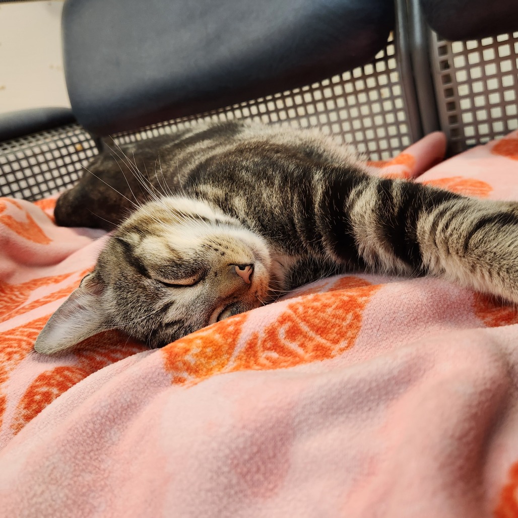 Mateo — thumbnail 3