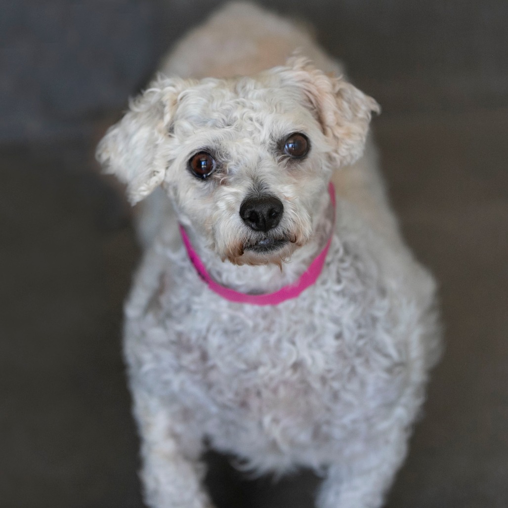 Tracey (AP26-67), photo 16