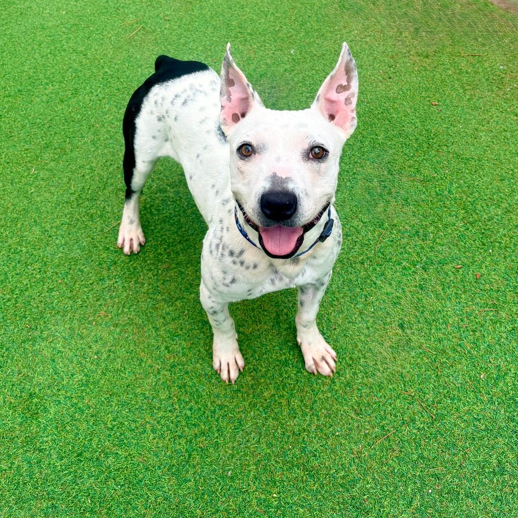 POE - PAWS - Mixed Breed (Medium) available for adoption