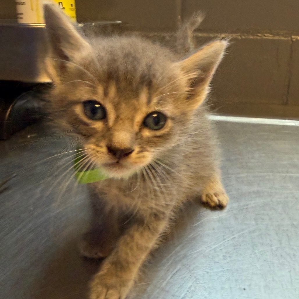 Tusc Stray 84445 2 3