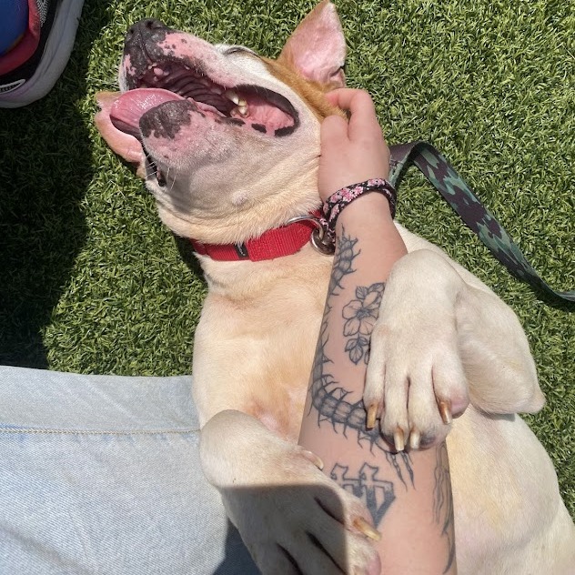 Photo of Dexter 5