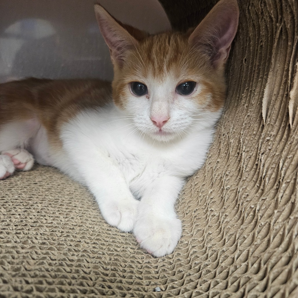 GINA - Domestic Shorthair available for adoption