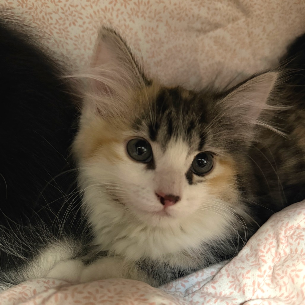 CLAIRE - Domestic Medium Hair available for adoption