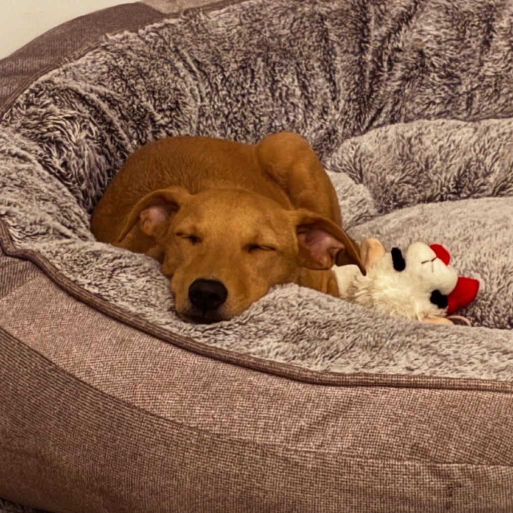 Miso — thumbnail 2