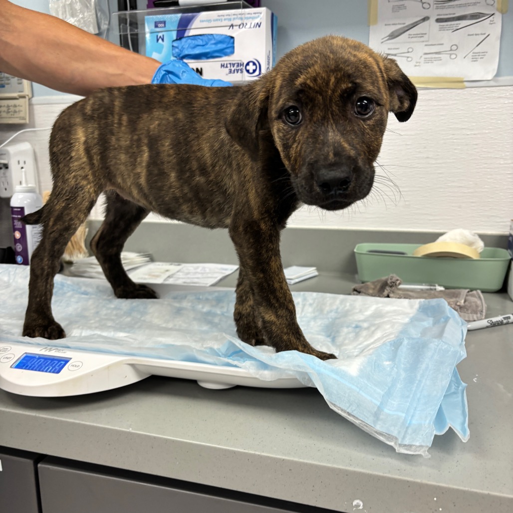 NADIA - Shepherd / Mix available for adoption