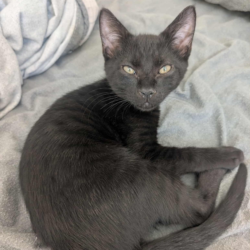 Mink — thumbnail 4