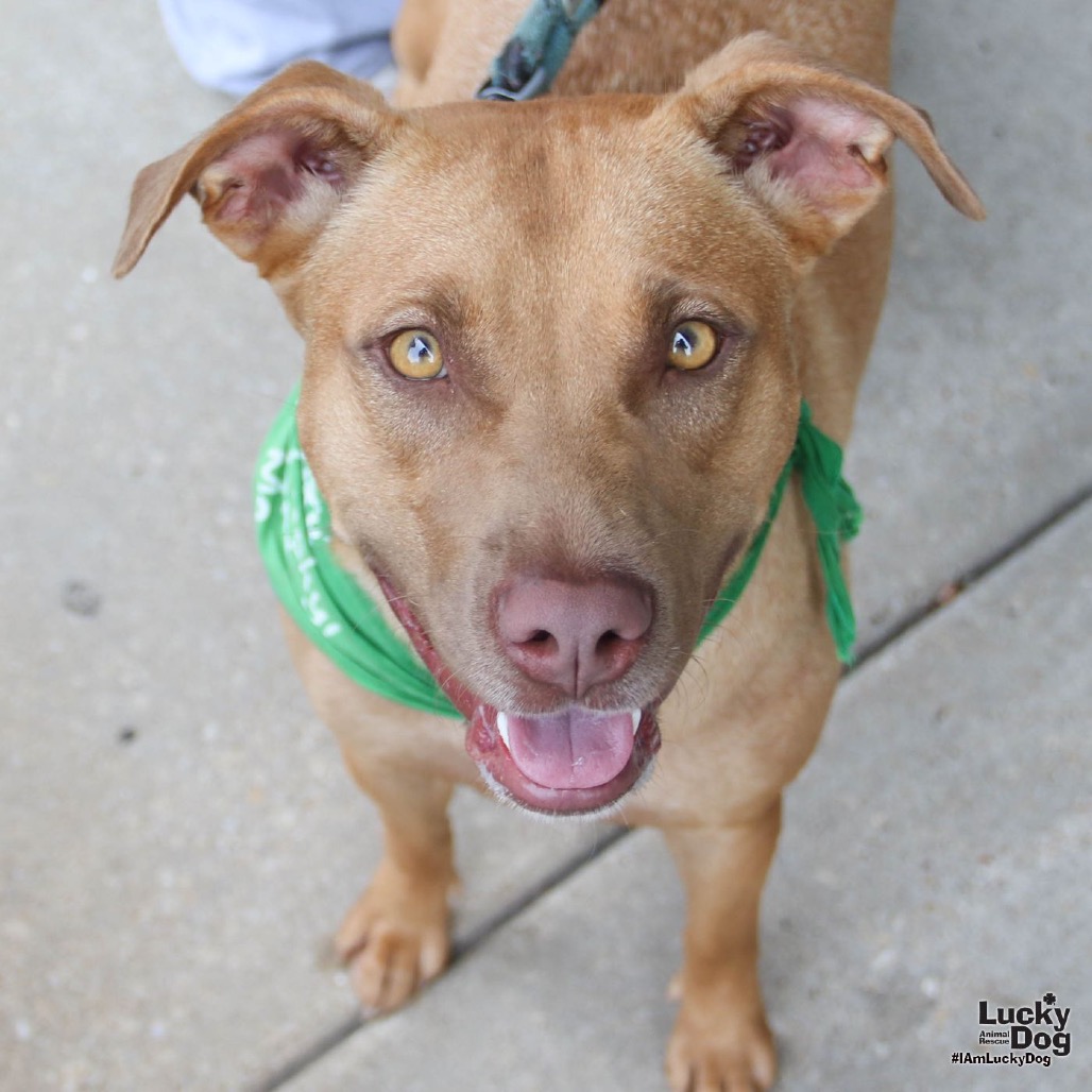 MA'AM - Retriever, Labrador / Shepherd available for adoption