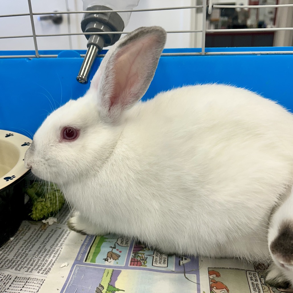 HIBISCUS - American available for adoption