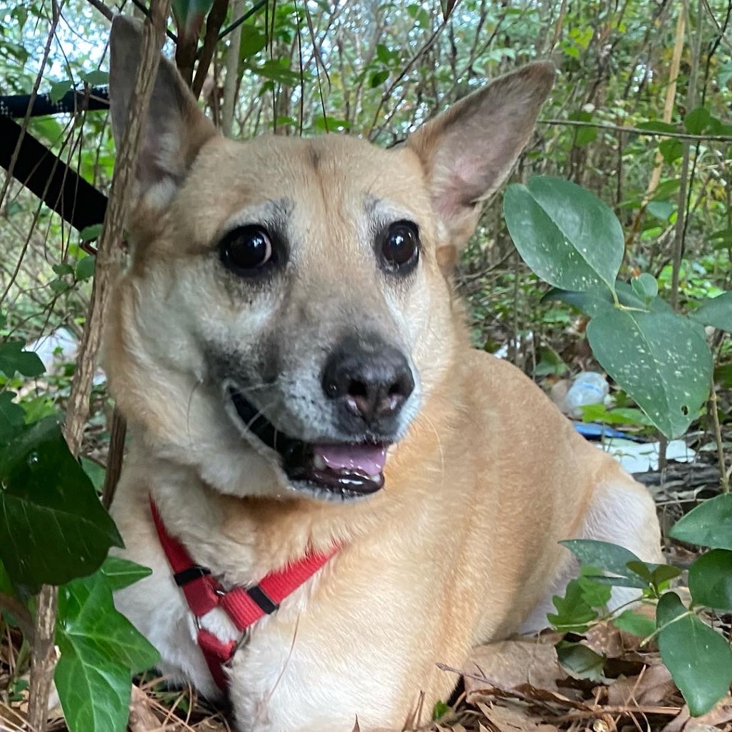 Jacey (I Have a Secret Crush!), adoptable senior dog